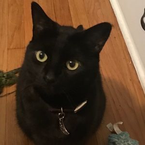 Meet your Posher, Elana